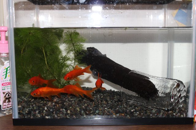 金魚を飼ってみよう 金魚を飼育するきっかけと金魚の飼育方法 初心者のアクアリウム超入門